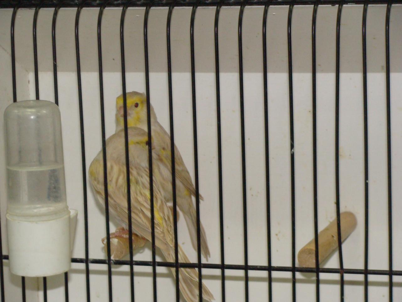 canaris