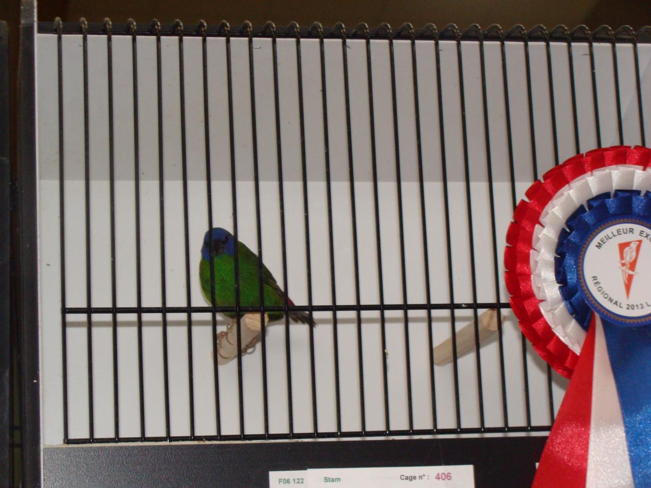 Et enfin les oiseaux, un petit échantillon des champions :