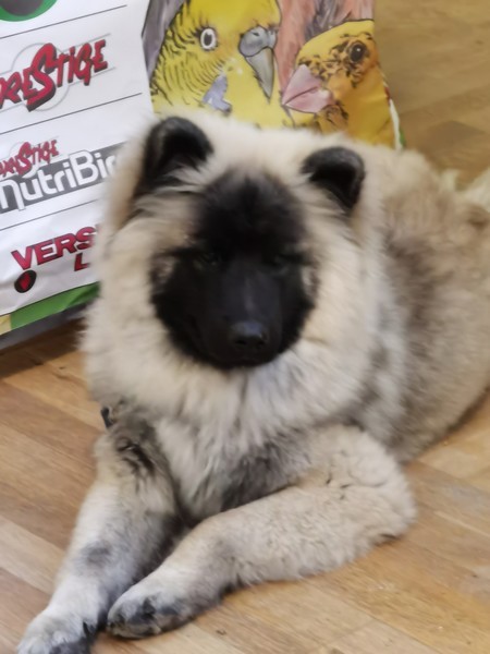 la mascotte
